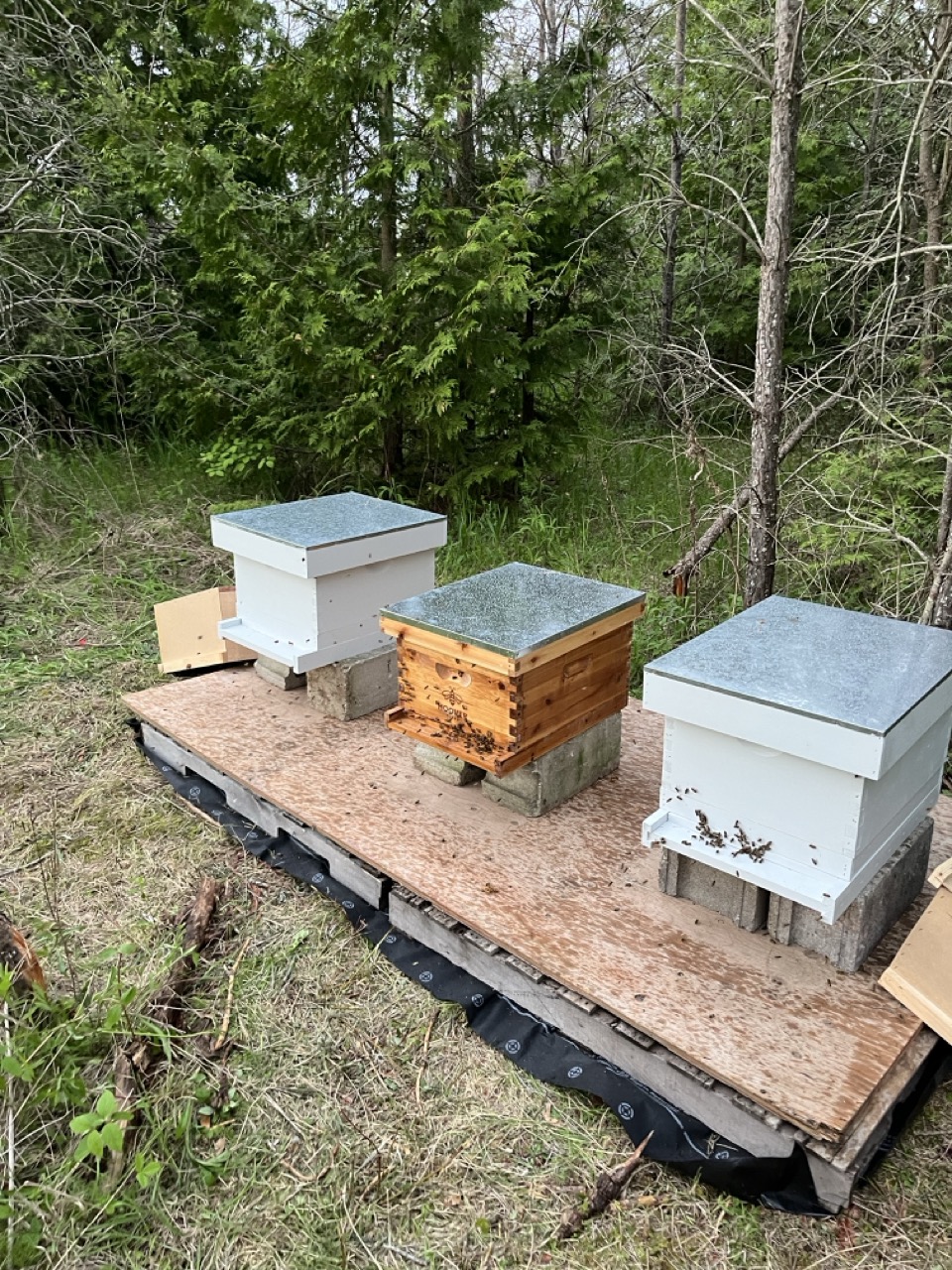 Beehives